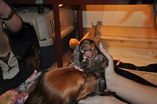 Jamniki d�ugow�ose 